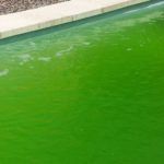 agua verde en la piscina